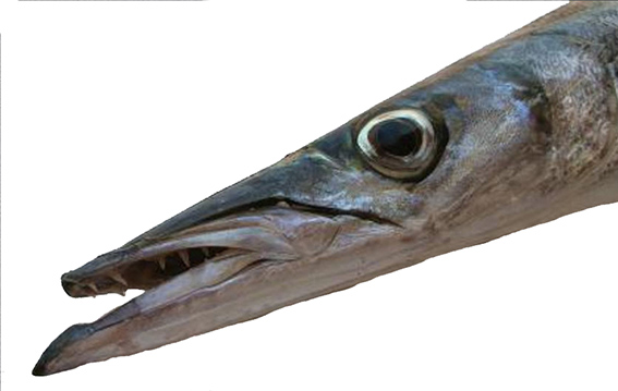 Sphyraena  sphyraena_04.jpg